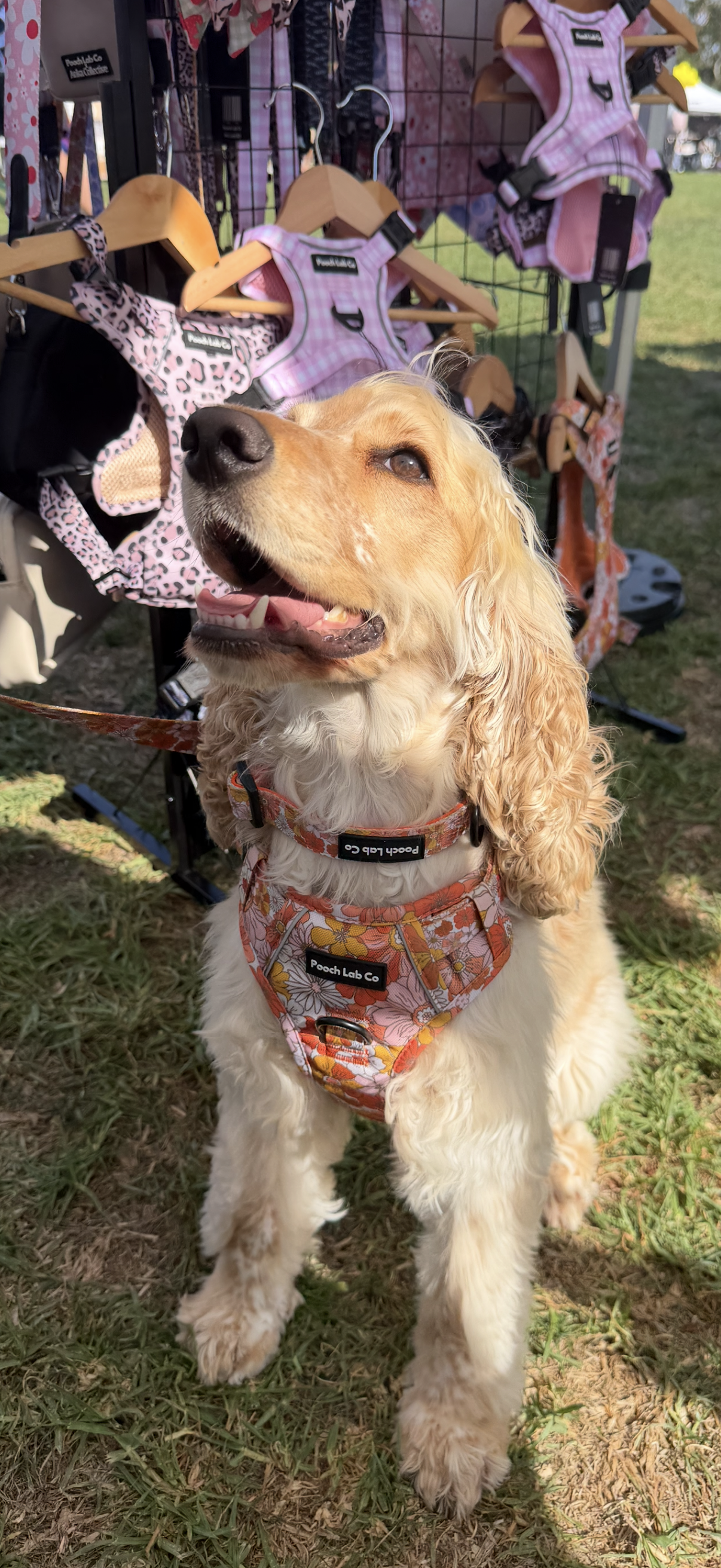 Autumn Floral Dog Collar