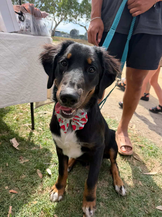 Strawberry Gingham Sailor Bow Tie