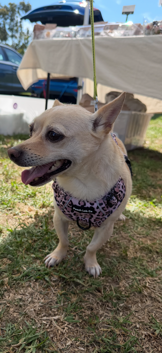 Savannah Style Non Pull Dog Harness