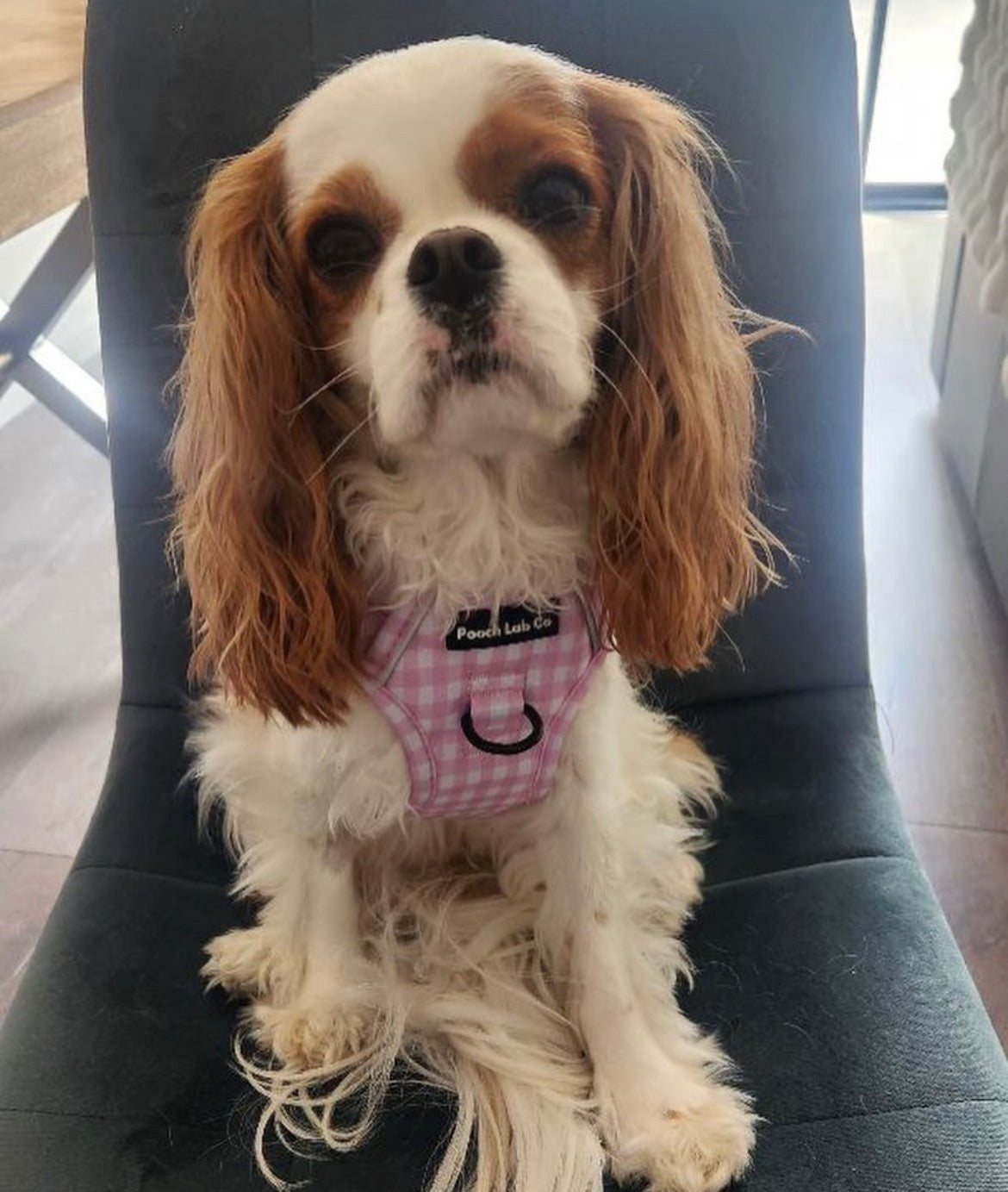 Pink Gingham Harness