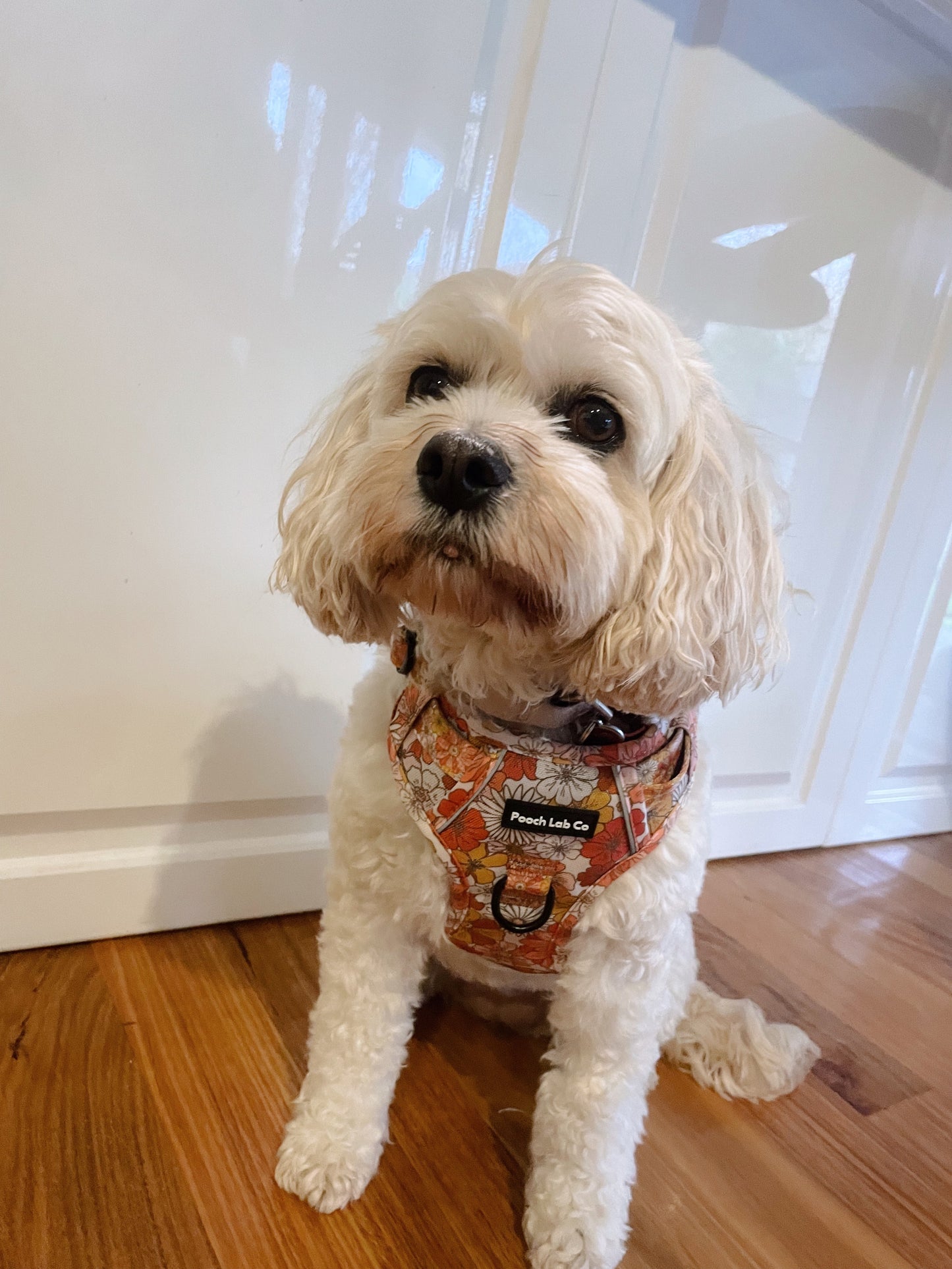 Autumn Floral Dog Harness