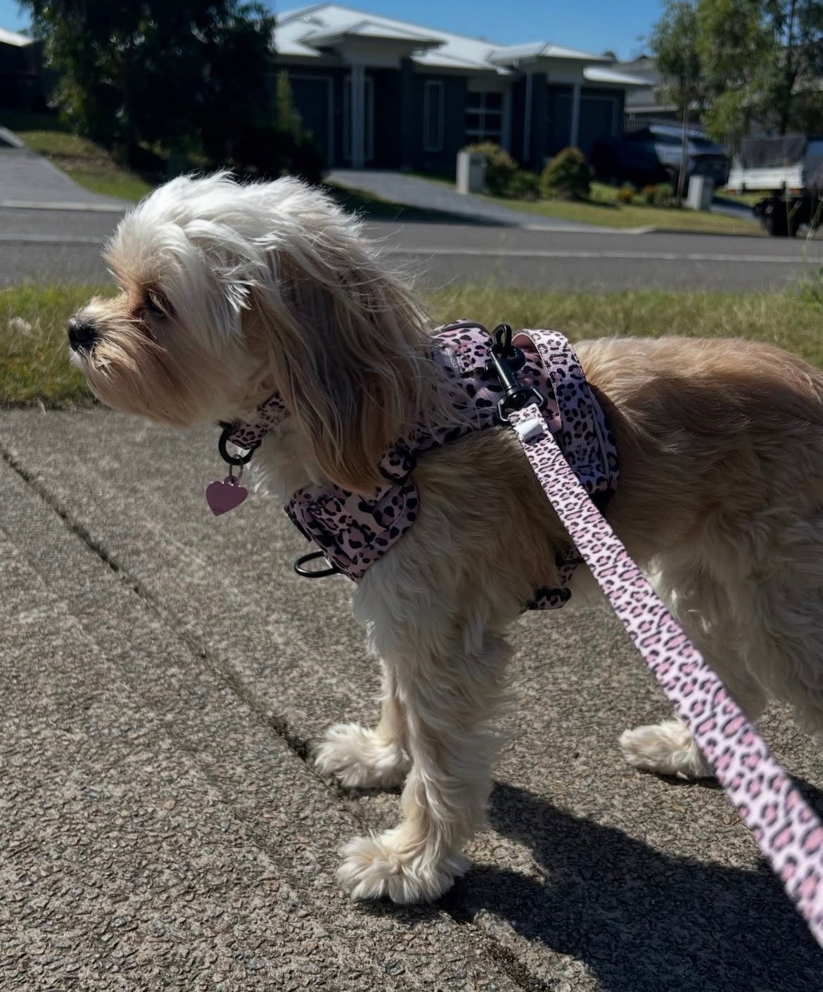 Savannah Style Dog Lead (Regular)