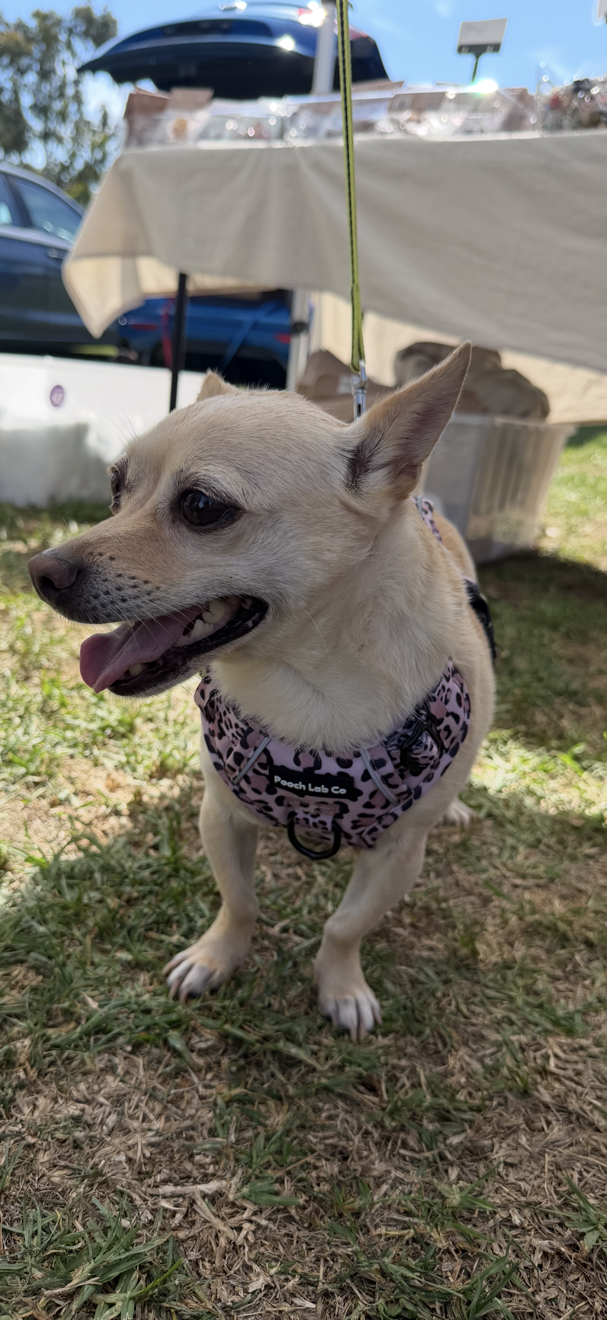 Savannah Style Harness