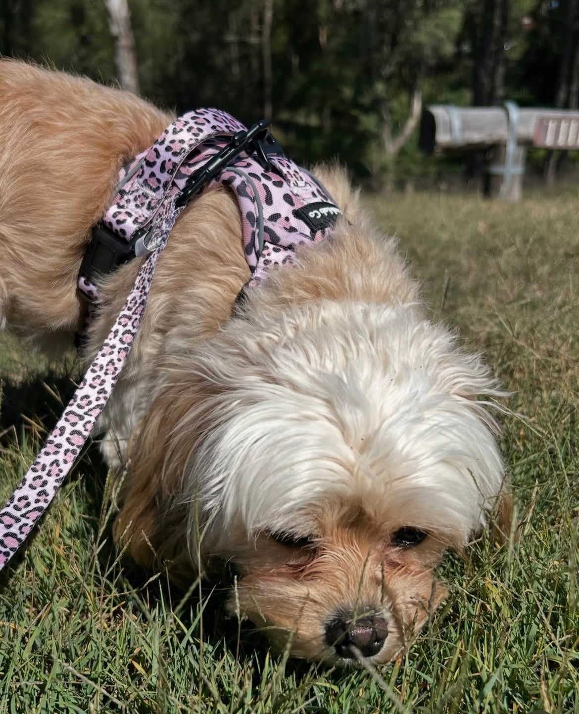 Savannah Style Non Pull Dog Harness