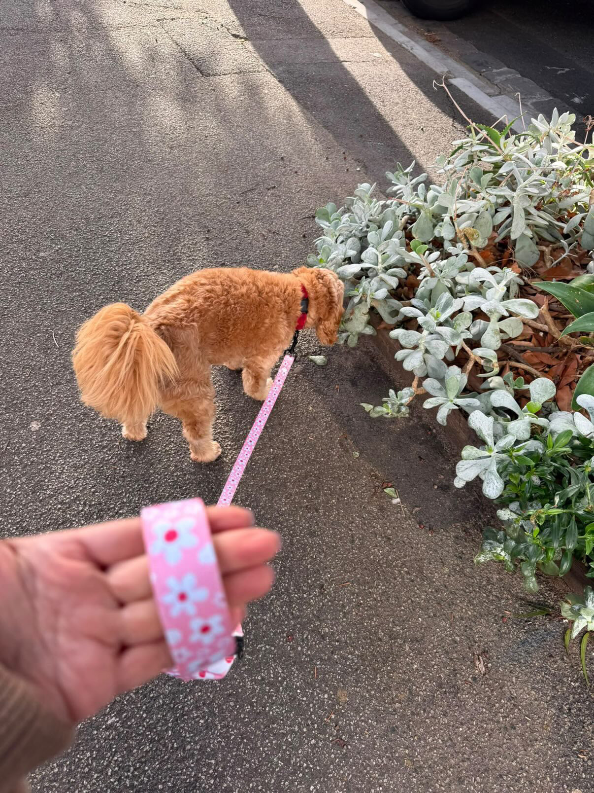 Juliet Dog Lead