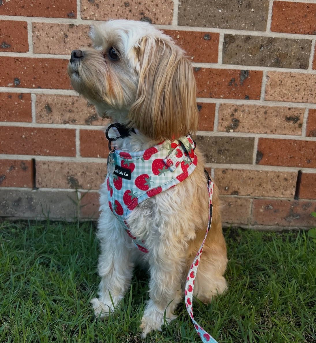 Strawberry Gingham Dog Harness