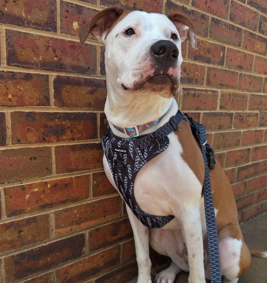Thunderbolt Non Pull Dog Harness