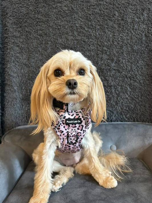 Savannah Style Non Pull Dog Harness