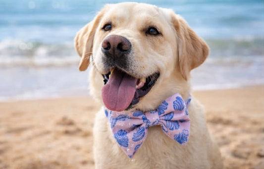 Seashells Bow Tie